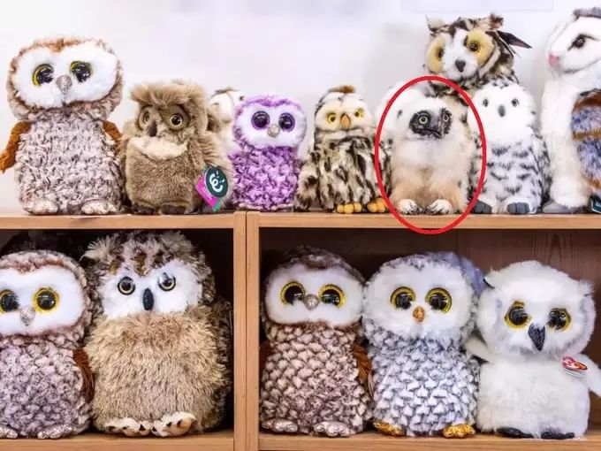 Owl Optical Illusion