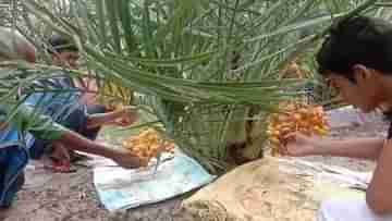 Date Palm: আরবের খেজুর সুন্দরবনে ফলিয়ে তাক লাগালেন হামিদ