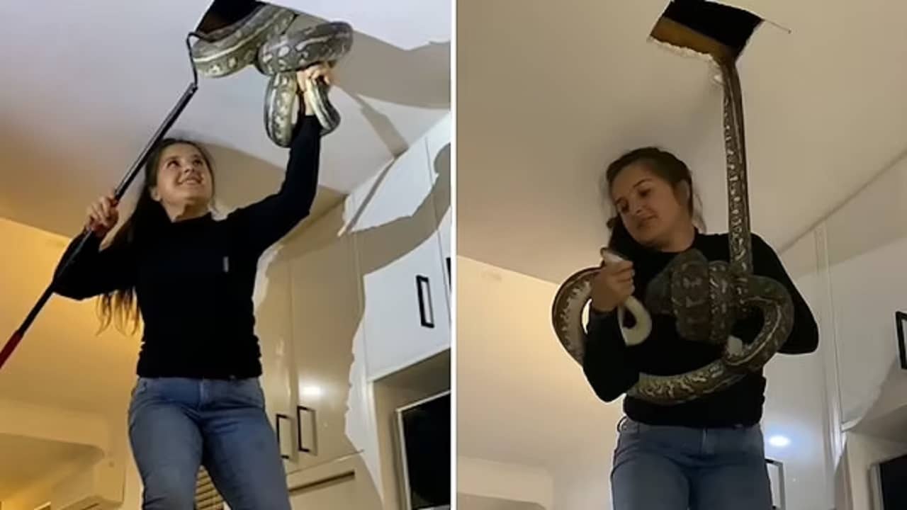 Viral Video: সিলিংয়ে লুকিয়ে দুই বিরাট পাইথন, মহিলা এমন ভাবে বের করলেন, ঠিক যেন তাঁর বাঁ-হাতের খেল!