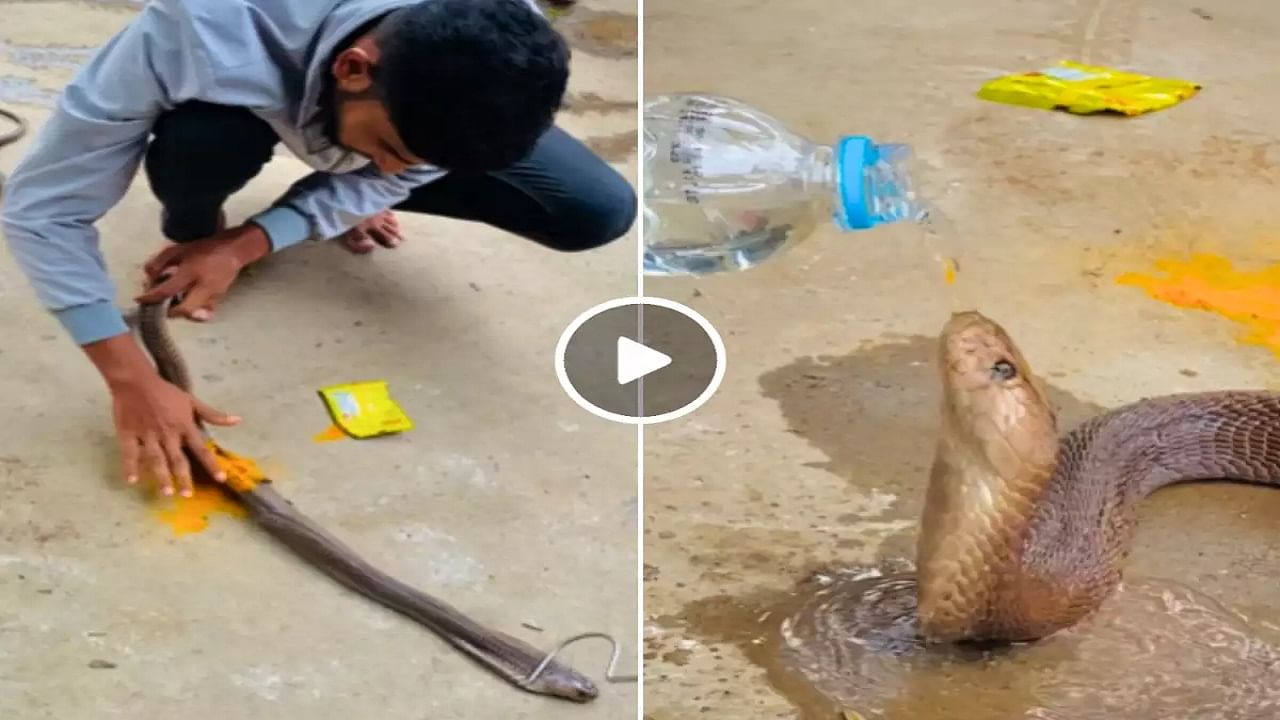 Viral Video: গুরুতর আহত সাপ, চলাফেরার ক্ষমতা নেই, ব্যক্তির সেবা দেখে নেটমাধ্যমে মানবতার জয়গান