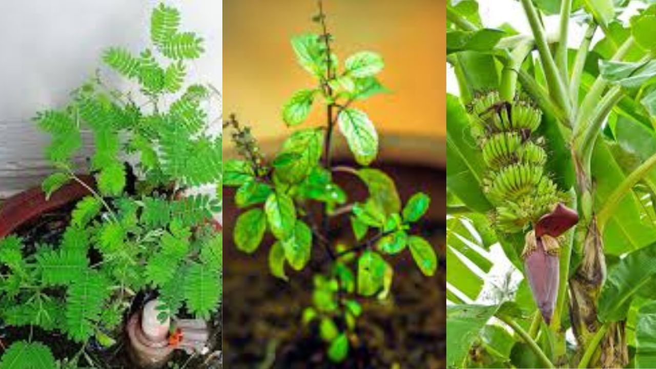 Vastu Plant: তুলসীর ধারেকাছে এই গাছ ভুলেও নয়! দক্ষিণদিকে রাখলেই সব হারিয়ে রাস্তায় বসতে হতে পারে আপনাকে