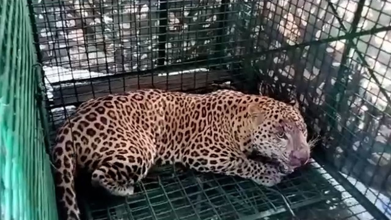 Jalpaiguri Cheeta Rescue: ধরা পড়ল চিতাবাঘ, দেখুন