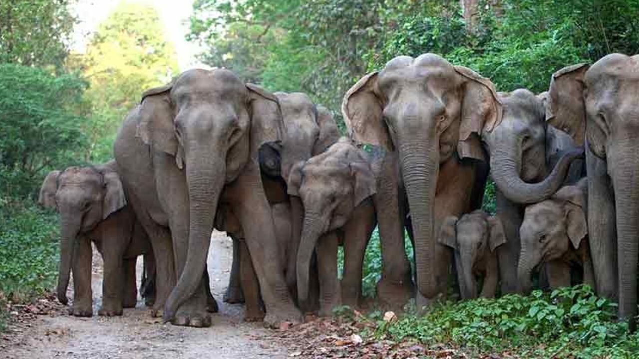 Dooars News: ডুয়ার্সের রেড ব্যাংকচা বাগানে দাপিয়ে বেড়াচ্ছে ২৫ টি হাতির একটি দল