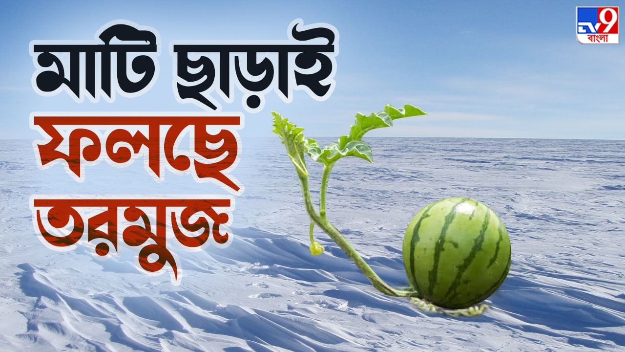 Watermelons In Antarctica: দু'চোখ যেদিকে যায়, শুধু বরফ আর বরফ; তারই মাঝে ফলছে একের পর এক তরমুজ