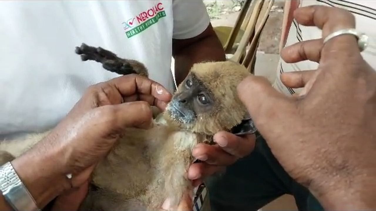 Chinsurah Monkey Electrocuted: হনুমানের জন্য