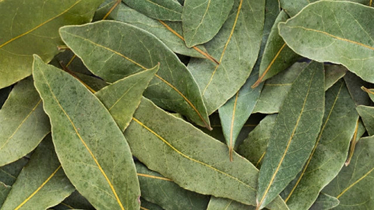 Bay Leaf Benefits: এ পাতার 'তেজে' ক্যানসার পালায়, জানেন তেজপাতার উপকারিতা?