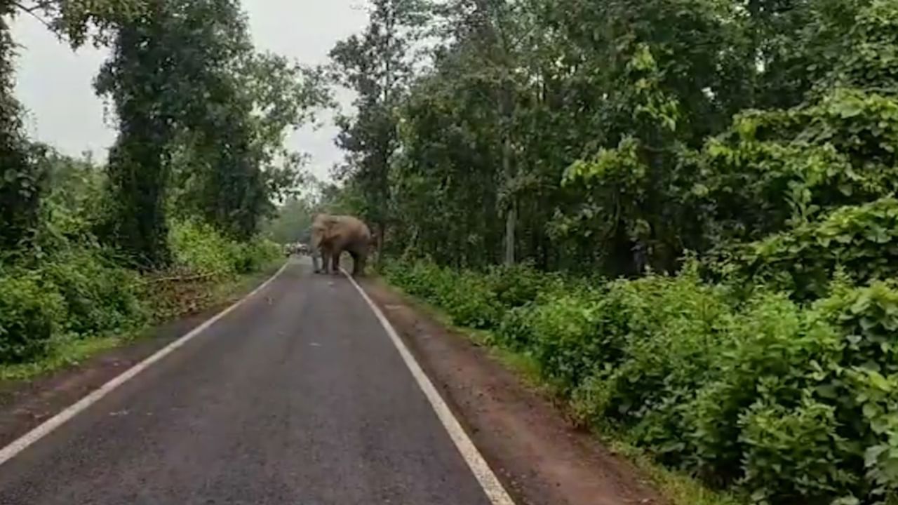 Elephant In Road: আড়াই ঘন্টা রাস্তা আটকে দাঁতাল!