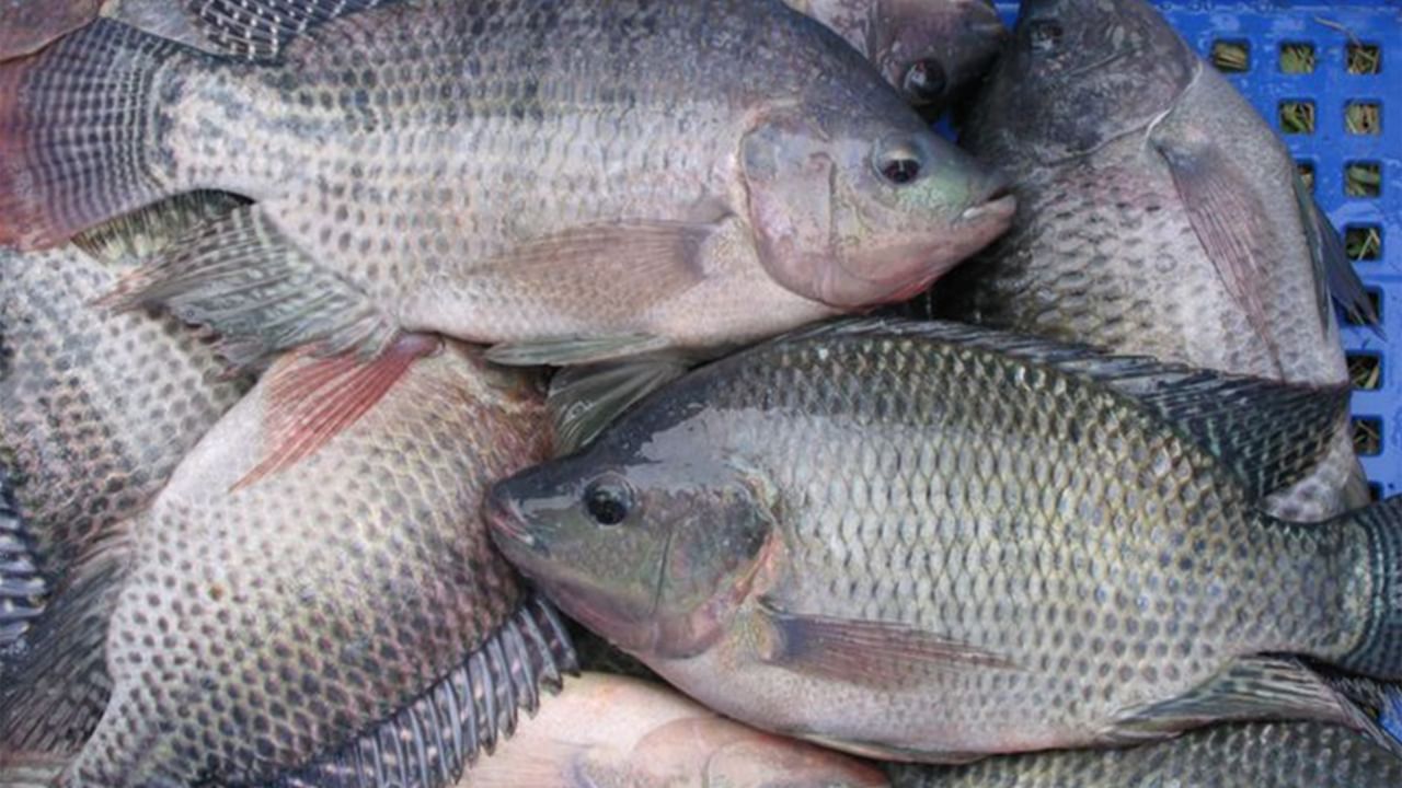 Tilpia Fish: তেলাপিয়া খেলে ক্য়ানসার Tilpia Fish: তেলাপিয়া খেলে ক্য়ানসার