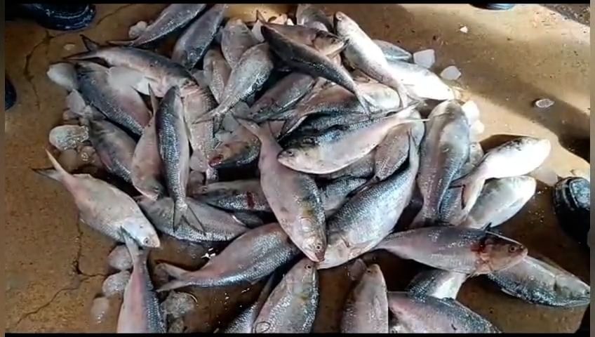 Ilish Conservation: খোকা ইলিশ নিয়ে কবে সচেতন হব?