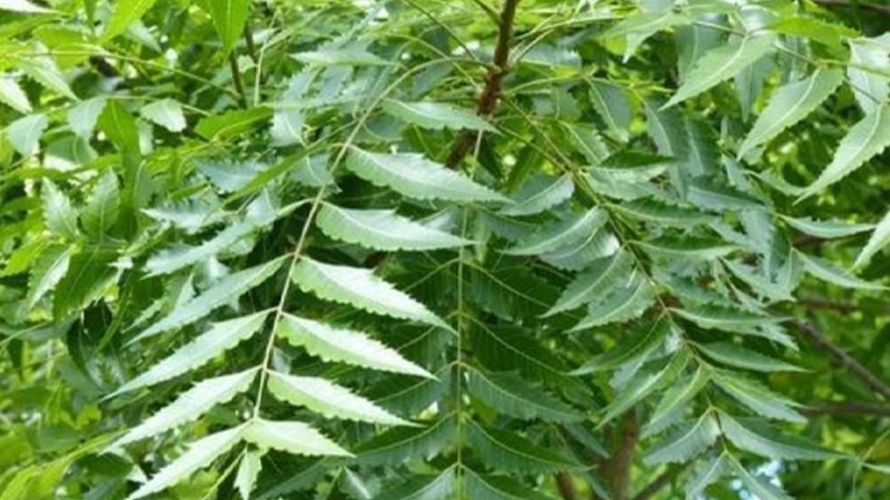 Benfits of Neem: নাম তার নিম...