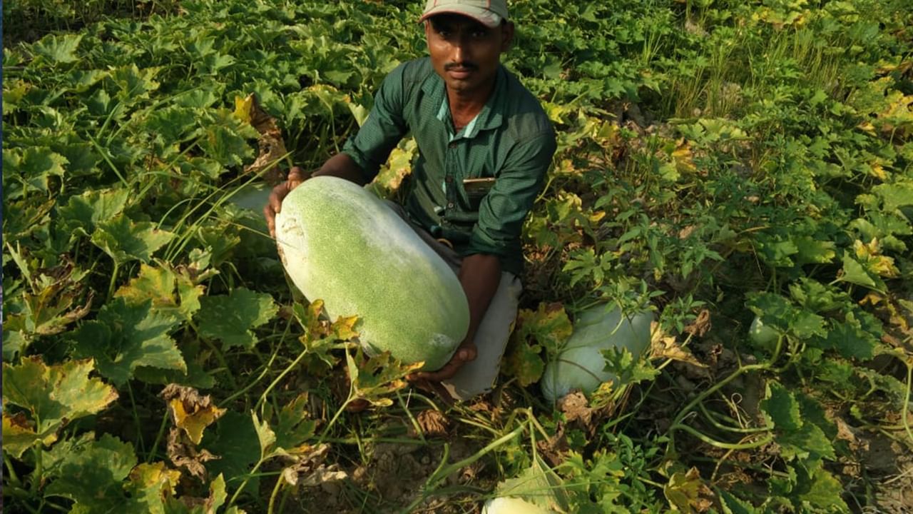 Benefits of Gourd: গুনে ঠাসা চালকুমড়ো