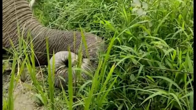 Alipurduar Elephant Death: হাতির অস্বাভাবিক মৃত্যু