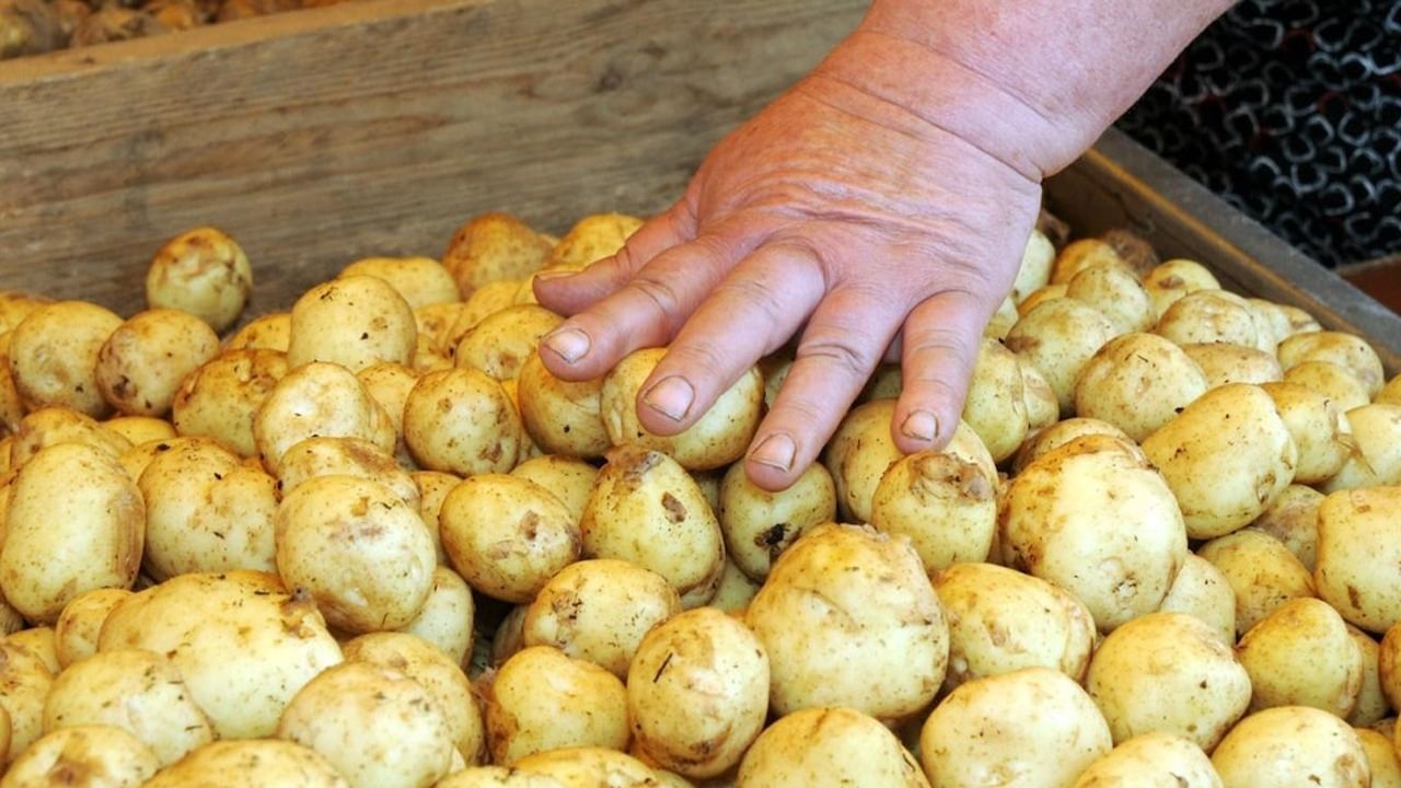 Benefits of Potatoes: ডায়াবেটিসেও আলু ভাল?