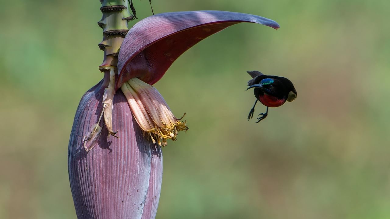 Banana Flower Benefits: রোগ থেকে বাঁচায় মোচা