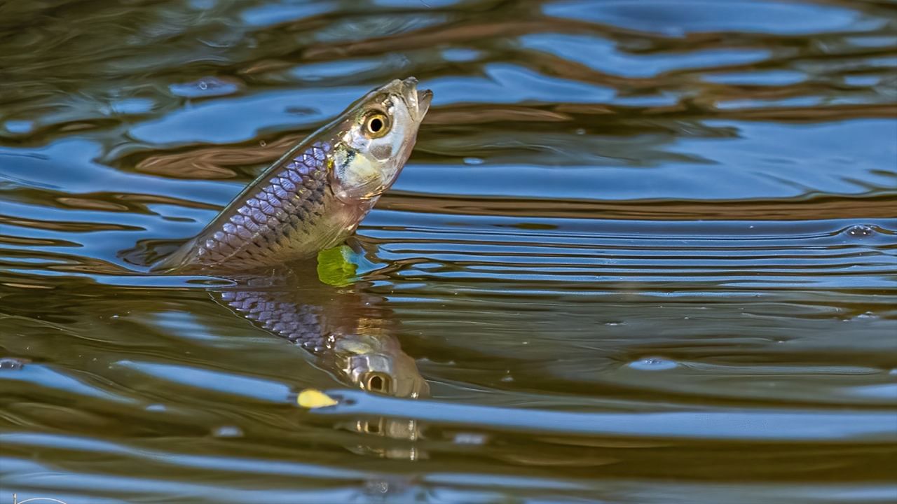 Benefits of Eating Fish: কোন মাছে বেশি উপকার?