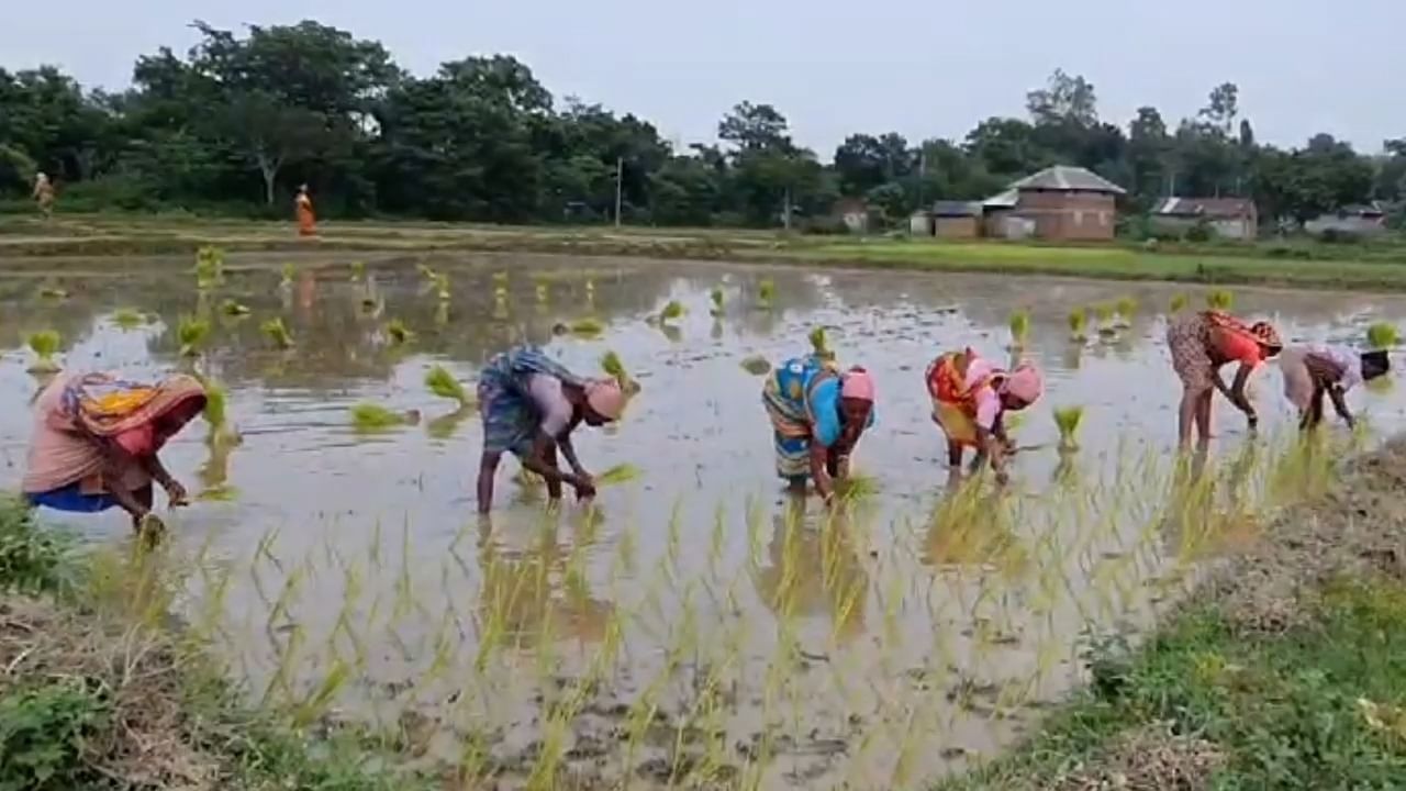 Bankura News: ধানের আকাল মেটাতে...