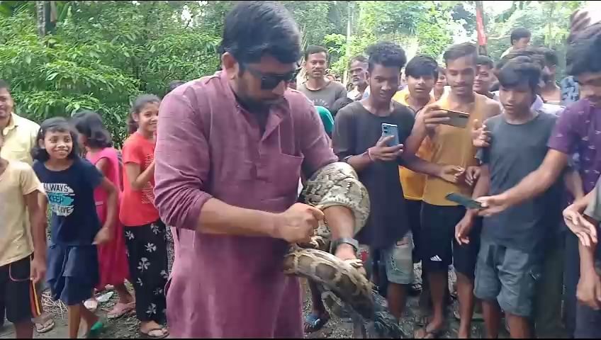 Dhupguri Indian Rock Python Rescue: ১১ ফুট পাইথন