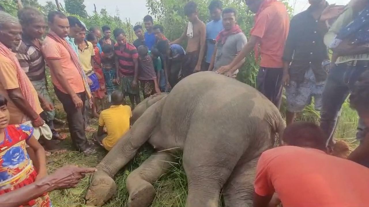 Jhargram Elephant Death: জঙ্গলমহলে হাতির মৃত্যু!