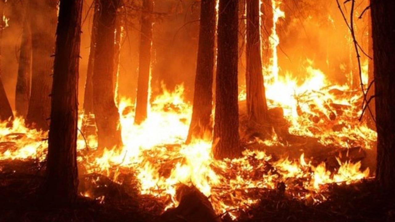 Wildfire: শতাব্দীর ভয়াবহ দাবানল! ভস্মীভূত আস্ত একটি শহর, মৃত বেড়ে ৯৩