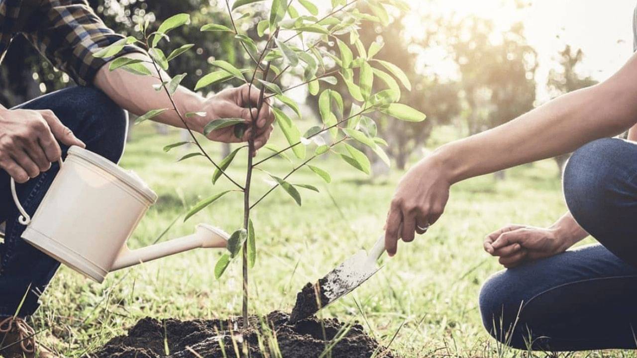Lucky Plants: ঘরে এই গাছ পুজো করলেই প্রবেশ করে নবগ্রহের শক্তি, বদলে যাবে ভাগ্যের চাকাও