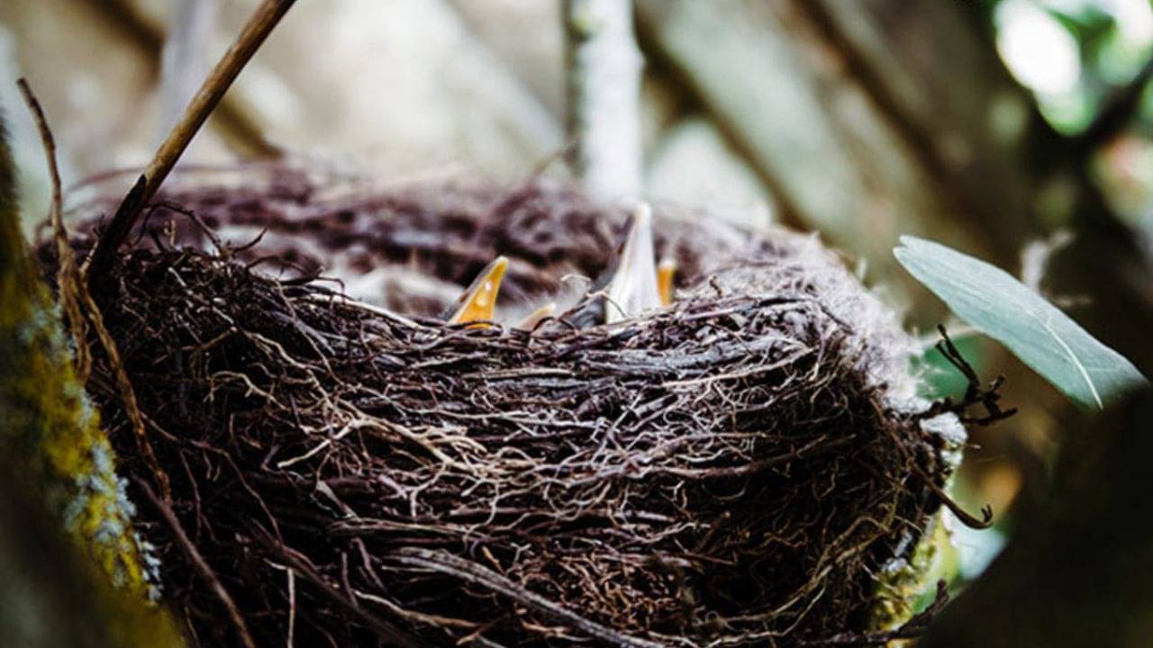 Vastu Tips For Home:  বাড়িতে বাসা বেধেছে ঘুঘু বা বোলতা! শুভ না অশুভ লক্ষণ, জানুন বাস্তুশাস্ত্র