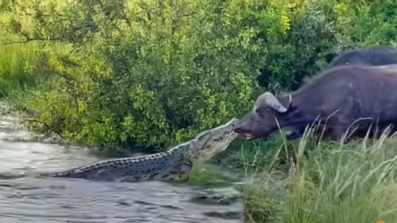 Viral Video: মহিষের পালে আক্রমণ করে নিজের বিপদ ডেকে আনল কুমির, তারপর হাড়হিম করা দৃশ্য...