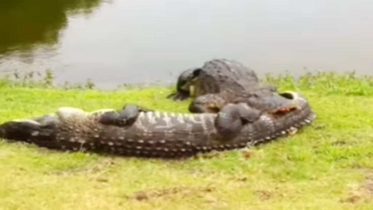 Viral Video: কুস্তির মেজাজে দুই কুমির, একেবারে রক্তারক্তি কাণ্ড; ভাইরাল ভিডিয়ো বেশ ভয়ানক!