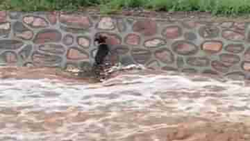 Viral Video: বন্যায় জলের তোড়ে ভেসে যাচ্ছে কুকুর, দেবদূত হয়ে হাজির এক ব্যক্তি; ভাইরাল সেই উদ্ধারের ভিডিয়ো