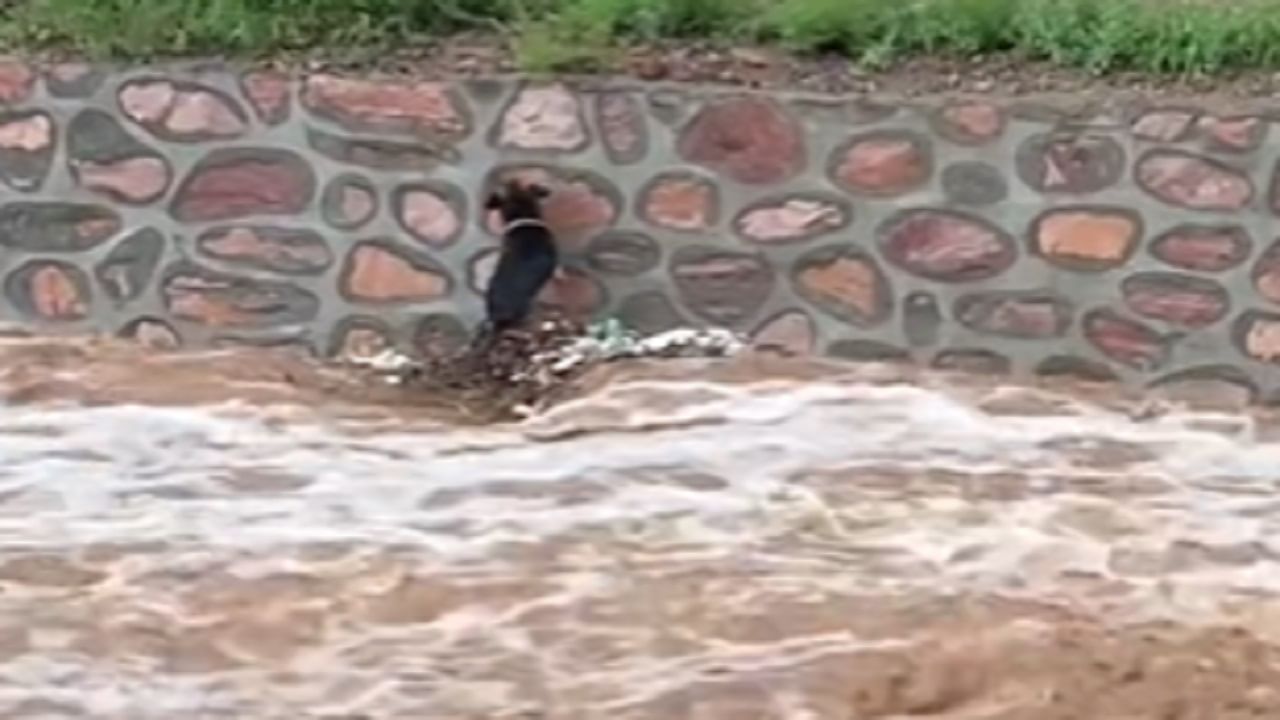 Viral Video: বন্যায় জলের তোড়ে ভেসে যাচ্ছে কুকুর, দেবদূত হয়ে হাজির এক ব্যক্তি; ভাইরাল সেই উদ্ধারের ভিডিয়ো