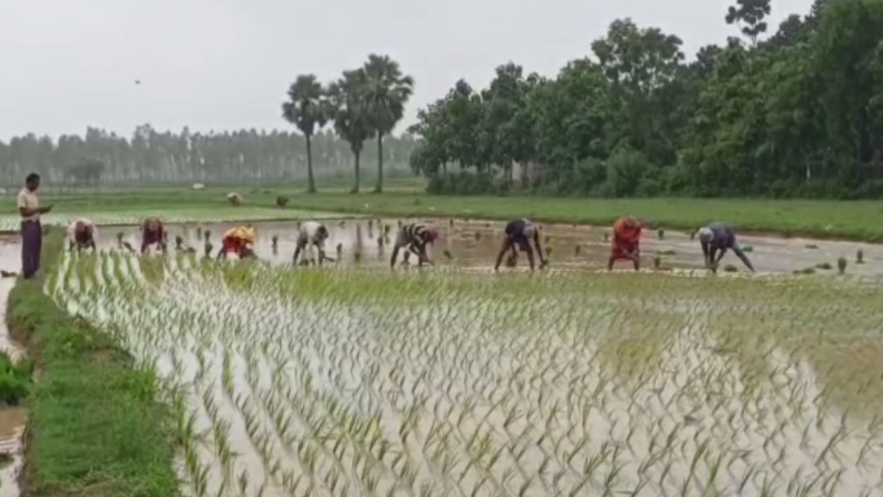 Planting Rice: নিম্নচাপের বৃষ্টিতে খুশি ধানচাষিরা, মাথায় হাত সবজি চাষিদের