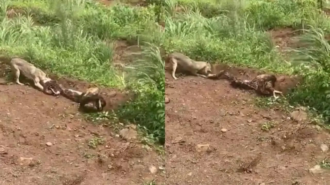 Viral Video: শিকারকে উদরস্থ করতে অজগরের সঙ্গে ভয়ঙ্কর লড়াইয়ে নামল শিয়াল, শেষ পর্যন্ত জিত হল কার?