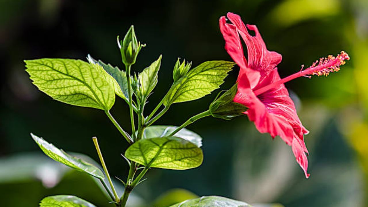 মা-দিদিমাদের যুগ থেকে চুলের যত্নে জবা ফুল, পাতা ইত্যাদি ব্যবহার হয়ে আসছে। পুজো আসার আগে চুলের যাবতীয় সমস্যার সমাধান করতে আজ থেকে জবা ফুল ব্যবহার করুন। 