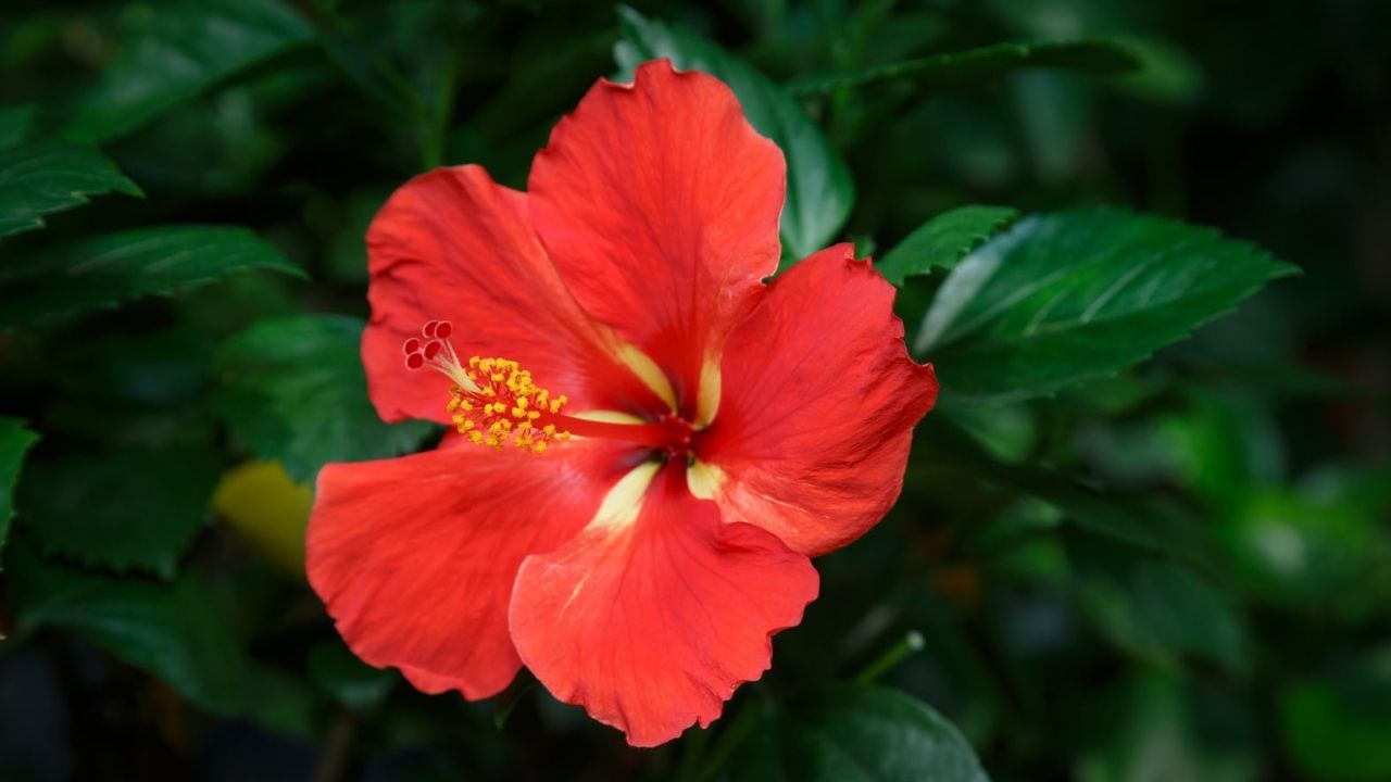 Hibiscus Flower: একটি জবা ফুলে আমূল বদলে যাবে গোটা জীবনটাই! সমস্যা মেটাতে কীভাবে ব্যবহার করবেন?