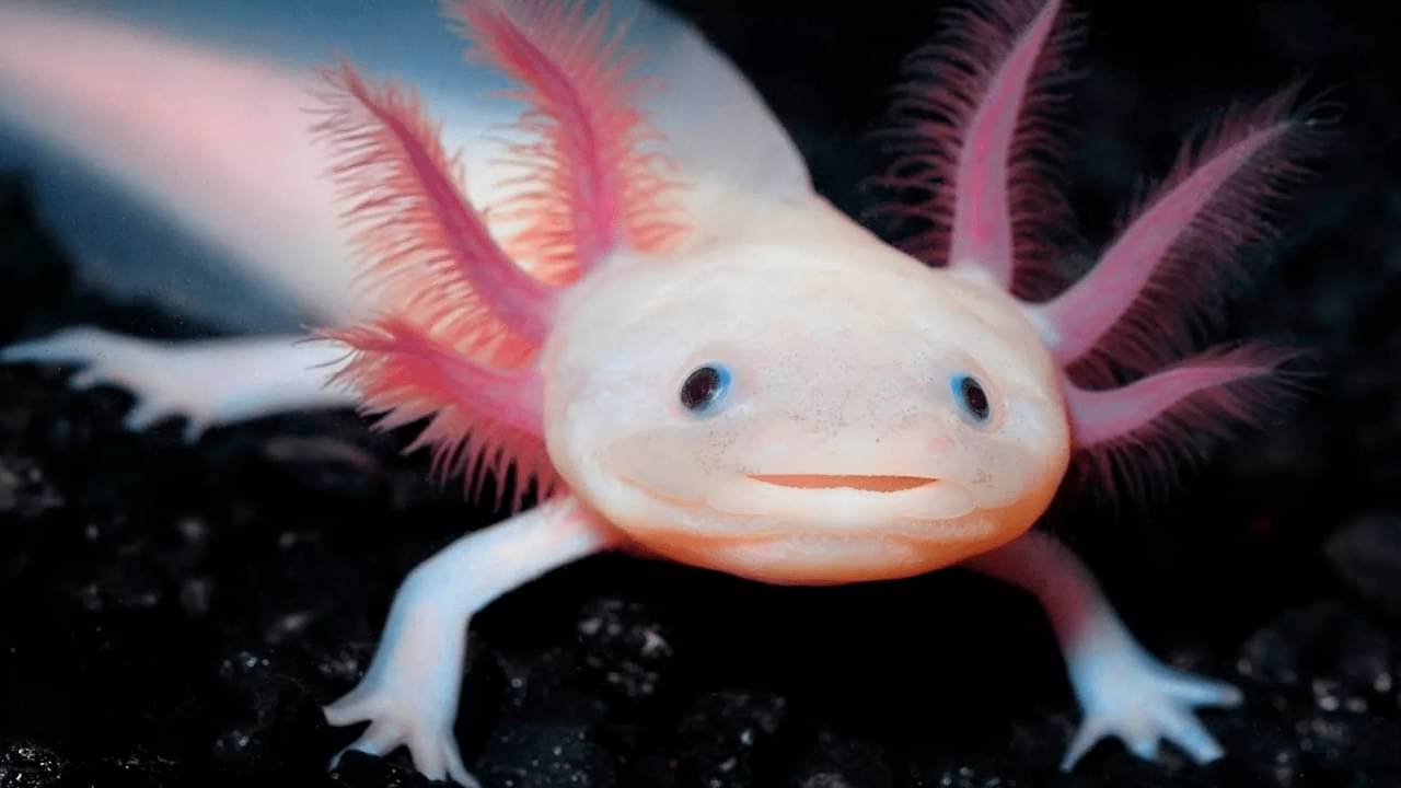 Immortal Animals: বয়সের চাকা নিজেই ঘুরিয়ে দিতে পারে এই প্রাণী, জীবনের শেষ পর্বে ফিরিয়ে আনে যৌবন