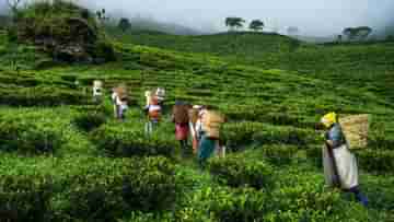 Kurseong Tea Garden: কার্শি‌য়াংয়ে রয়েছে চা বাগানের মাঝে রাত কাটান সুযোগ, খরচ কত?