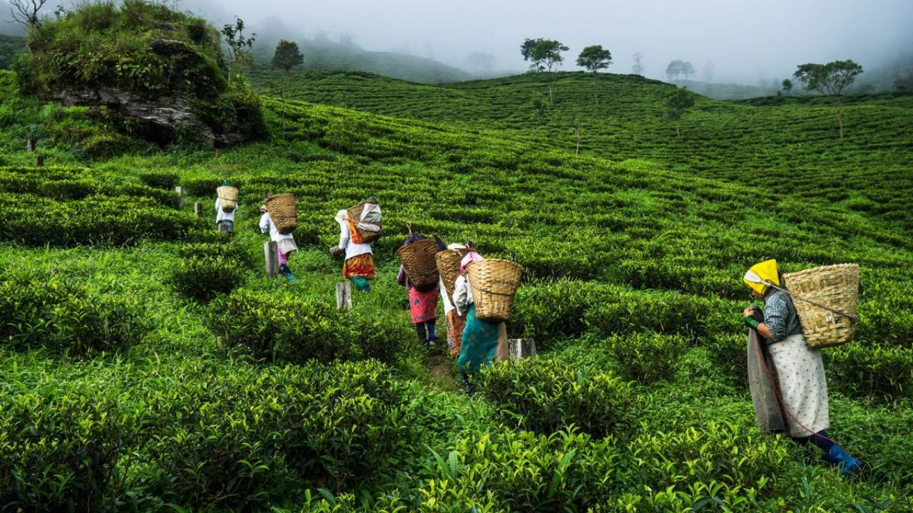 Kurseong Tea Garden: কার্শি‌য়াংয়ে রয়েছে চা বাগানের মাঝে রাত কাটান সুযোগ, খরচ কত?