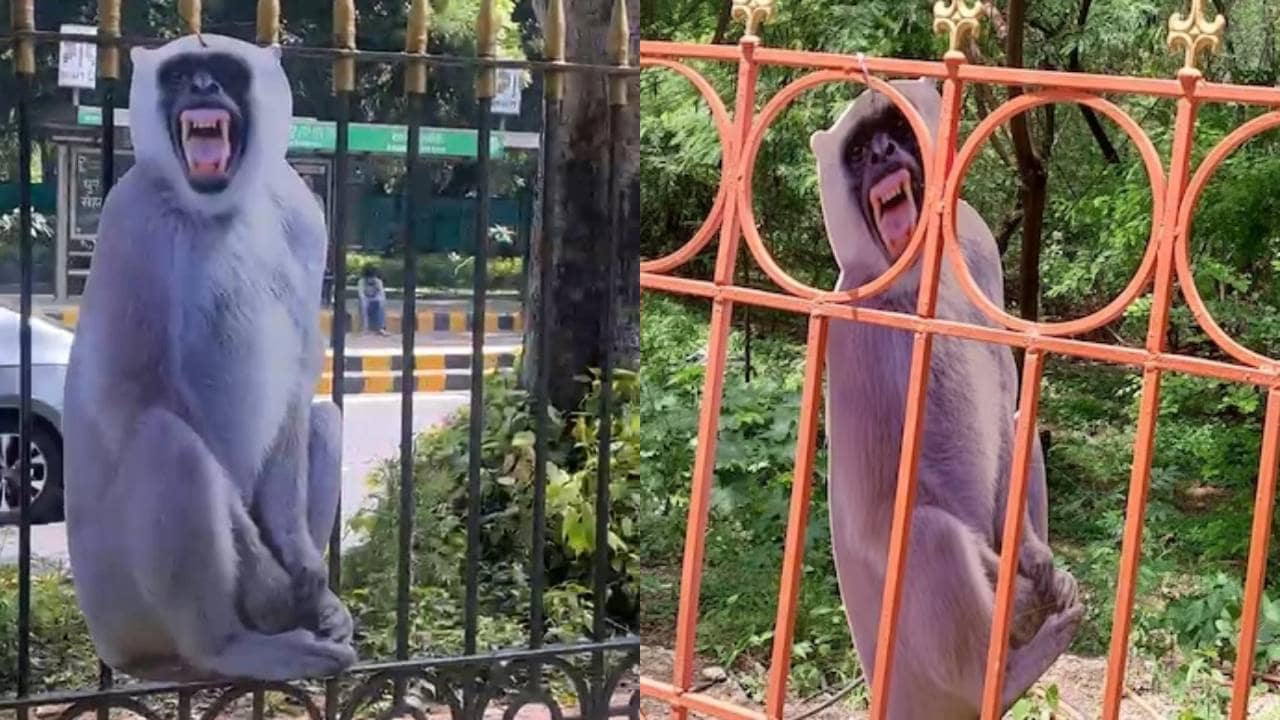 G 20 Summit: জি ২০ সম্মেলনকে বাঁদরের উৎপাত থেকে বাঁচাতে হনুমানকে হাতিয়ার রাজধানীর