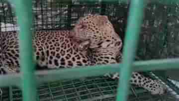 Jalpaiguri Leopard: রাত হলেই টের পাওয়া যেত তার উপস্থিতি, সাত দিন পর কাকভোরে তাকে দেখতেই গায়ে কাঁটা গ্রামবাসীদের