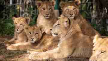 Lion Relocation: গিরে গিজগিজ করছে সিংহ, ভয় নিশ্চিহ্ন হয়ে যাওয়ারও! পশুরাজদের নতুন ঠিকানা হতে চলছে এই জায়গা