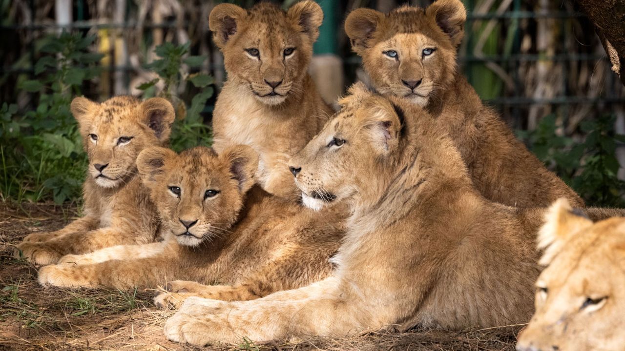 Lion Relocation: গিরে গিজগিজ করছে সিংহ, ভয় নিশ্চিহ্ন হয়ে যাওয়ারও! পশুরাজদের নতুন ঠিকানা হতে চলছে এই জায়গা