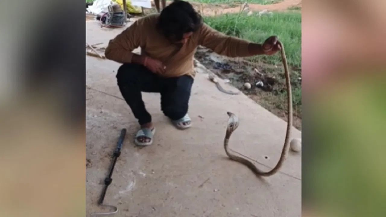 Viral Video: ফুঁসতে থাকা কোবরা সাপ পরপর মারল ছোবল, তোয়াক্কা না করে নিমেষে বস্তাবন্দি করলেন যুবক