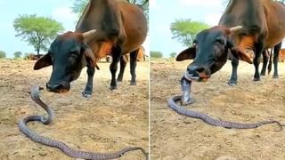 Viral Video: খাওয়ার শেষে মুখে পান গুঁজতে ভালবাসেন? অবশ্যই এই ভিডিয়ো দেখুন, বদলে যাবে ভাবনা!