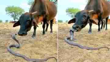 Viral Video: ফণা তুলে ফুঁসছে বিষধর সাপ, খেলার ছলে চাটতে লাগল গরু; তারপরের দৃশ্য দেখতে তৈরি হন...