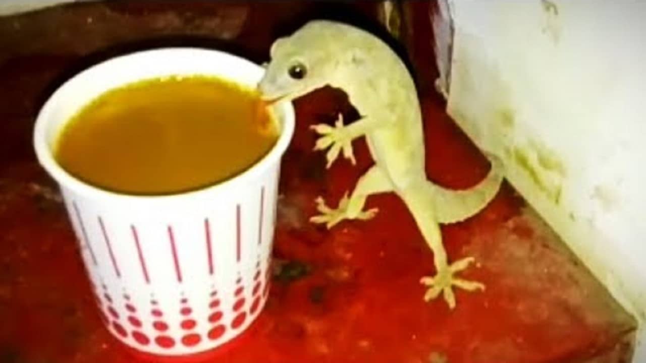 Viral Video: ভয়ডর সরিয়ে গরম চায়ের কাপে চুমুক টিকটিকির, ভিডিয়ো দেখে হুঁশ উড়েছে নেটিজ়েনদের