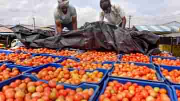 Tomato Harvesting: ৪৫ দিনে লাভ ৫০ লক্ষ টাকা! লাল সোনা ফলিয়ে কোটিপতি হওয়ার পথে এই কৃষক