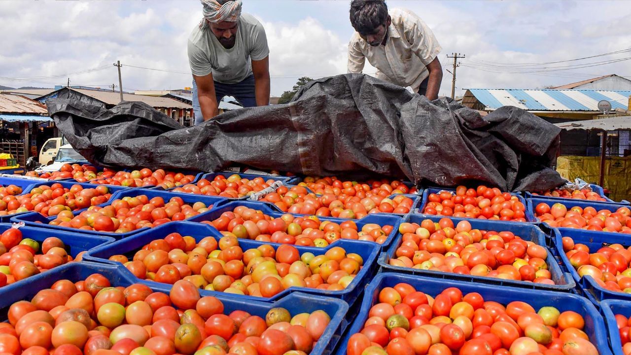 Tomato Harvesting: ৪৫ দিনে লাভ ৫০ লক্ষ টাকা! 'লাল সোনা' ফলিয়ে কোটিপতি হওয়ার পথে এই কৃষক