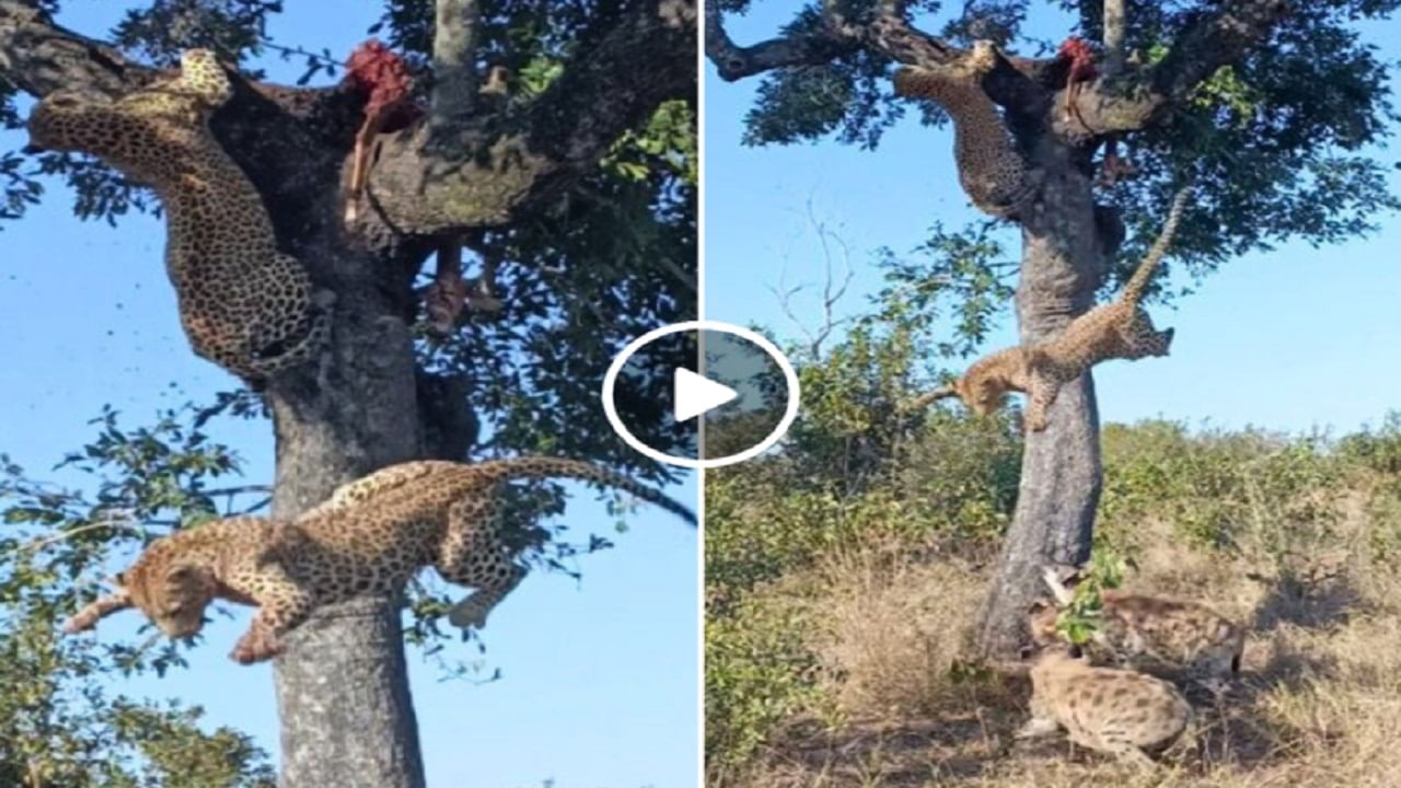 Viral Video: দুই চিতার ধরা শিকার উদরস্থ করল হায়নার দল, জঙ্গলের বিরল ভিডিয়ো ভাইরাল