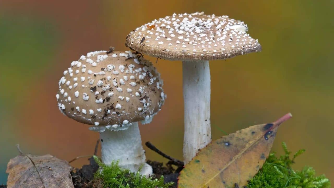 Mushroom: বন্য মাশরুম খেয়ে মৃত ৩, অসুস্থ আরও ২