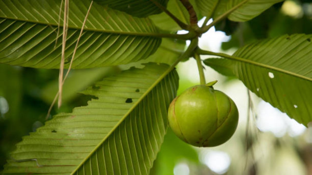 এই আচার এবার কাচের শিশিতে ভরে রাখুন। যে কোনও আচার সব সময় কাচের বয়াম বা কৌটোতে রাখতে হবে। এতে  আচার অনেকদিন পর্যন্ত ভাল থাকে। এখন অনেক দোকানে চালতা কেটে বিক্রি হয়। সেক্ষেত্রে ঝামেলা অনেক কম। চালতা পিচ্ছিল হওয়াতে সাবধানে কাটতে হবে