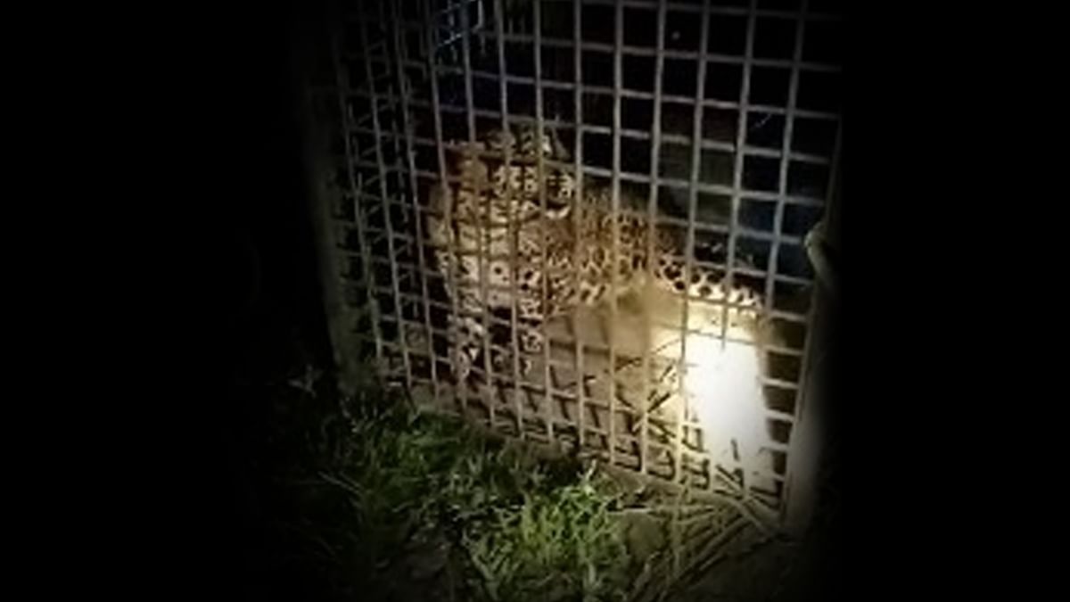 Alipurduar Leopard Recovery: অবশেষে জালে...